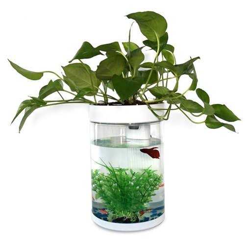 Aquarium Botol Minimalis