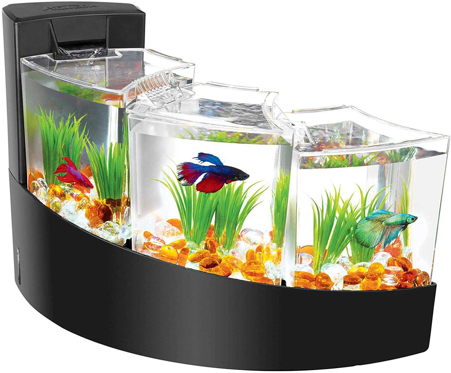 Aquarium Cupang Minimalis