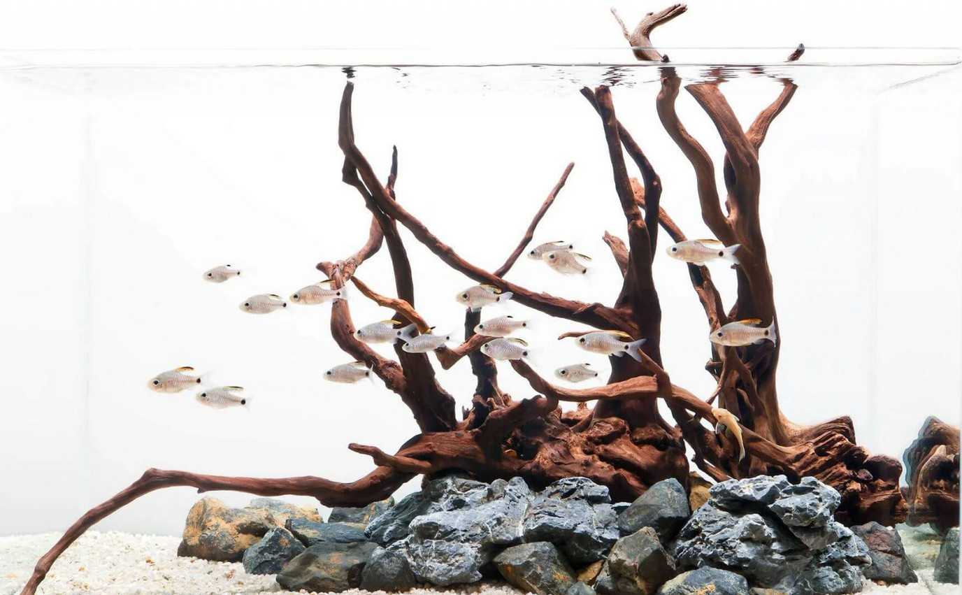 Aquarium Minimalis Bertema Alam