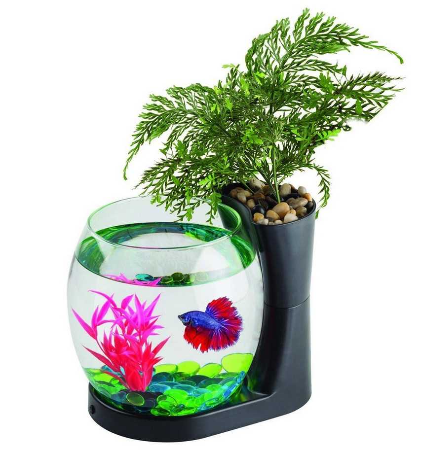 Aquarium Minimalis dengan Vas Bunga