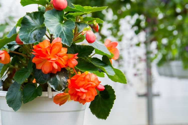 Begonia