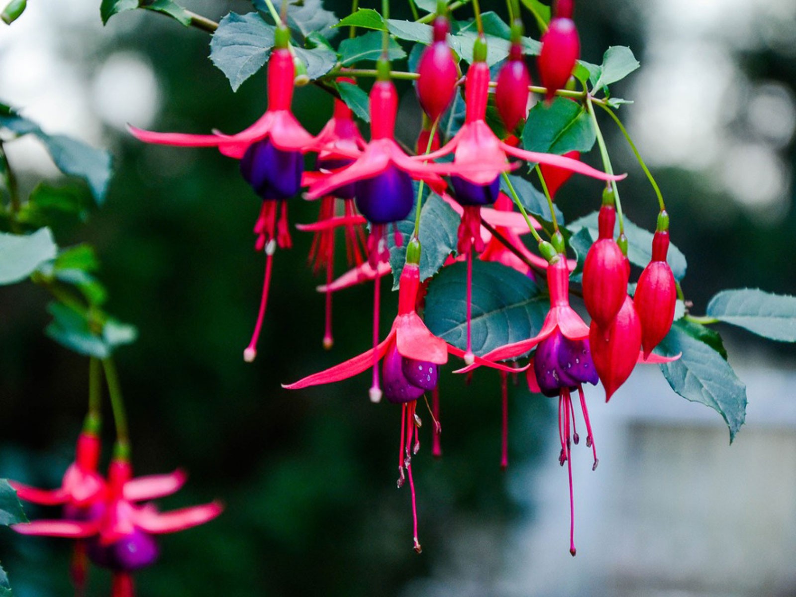 Fuschia