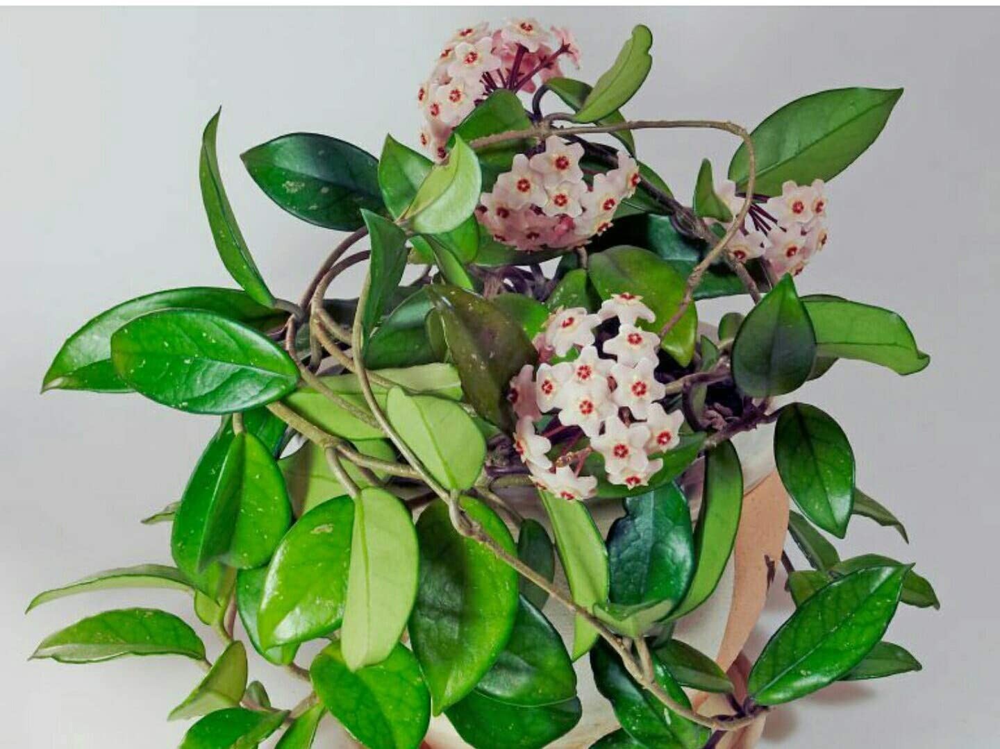 Hoya Carnosa