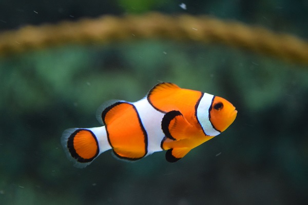 ikan giru clown fish