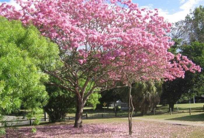 Pohon Tabebuya