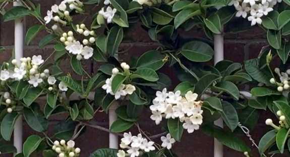 Stephanotis Floribunda