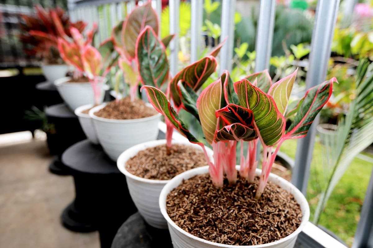 Tanaman Aglaonema