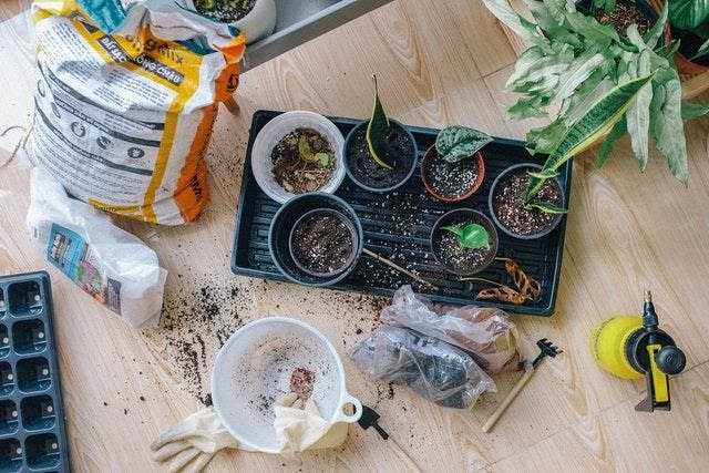 Tips Berkebun di Halaman Rumah