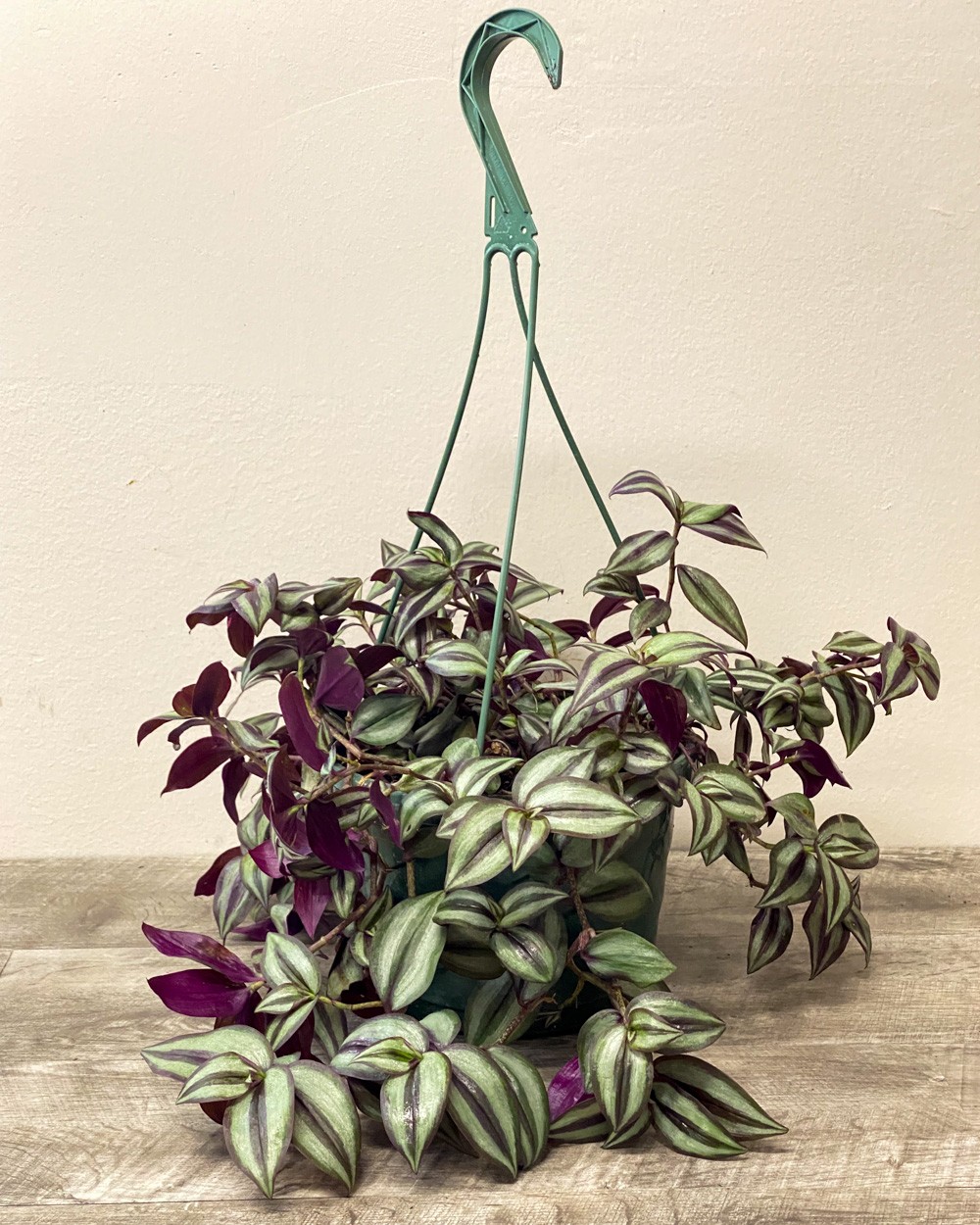 Tradescantia