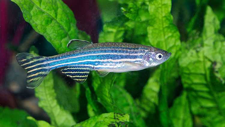 zebrafish