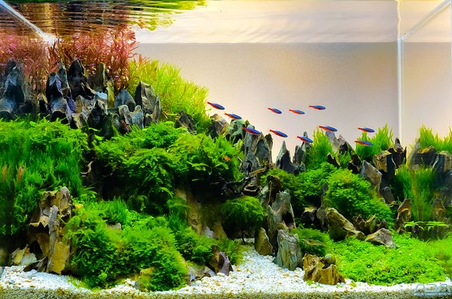 10 Ide Hiasan Aquarium untuk Mempercantik Isi Rumah