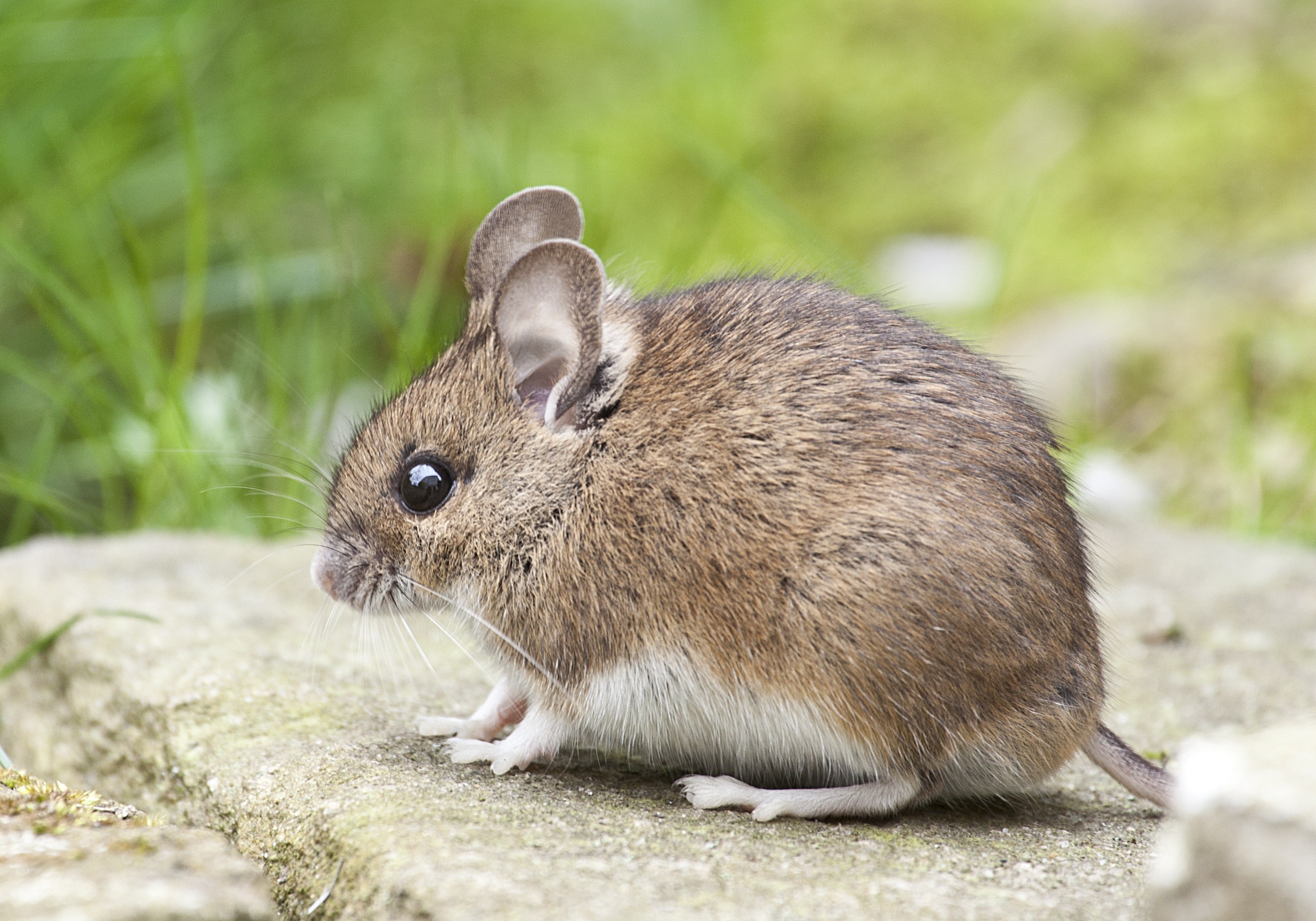 15 Cara Mengusir Tikus di Rumah Secara Alami dan Tanpa Racun