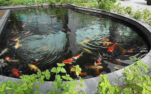 8 Inspirasi Desain Kolam Ikan Minimalis untuk Rumah Mungil