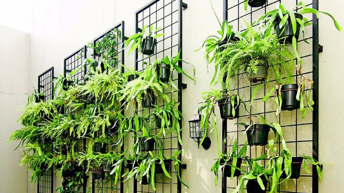 10 Jenis Tanaman Vertical Garden, Bikin Rumah jadi Estetis